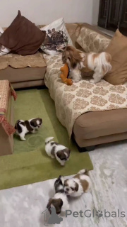 Фото №1. ши-тцу - купить в Toulouse за 32468₽. Объявление №160565