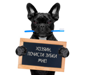 Фото №2 Услуга ветеринара в России. Цена 1000₽.  Объявление №5217