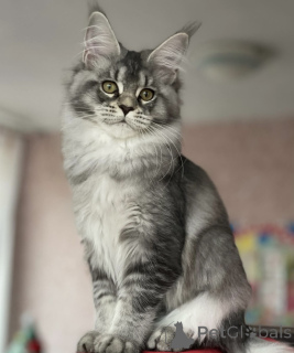 Фото №1. мейн-кун - купить в Баден-Бадене за 97₽. Объявление №163175