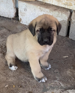 Фото №1. беспородная - купить в Мельбурн за договорная. Объявление №158698