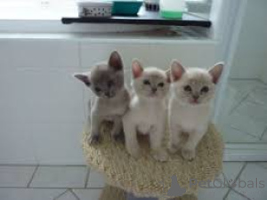 Фото №2 к объявлению №166328 о продаже бурма - купить в Финляндии частное объявление, заводчик