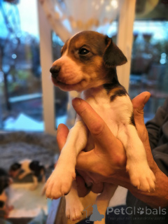 Фото №4. Продажа русскую гончую в Гамбург заводчик - цена договорная