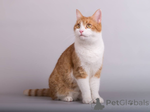 Фото №3. Кошечка Манюня ищет доброе сердце.. Россия