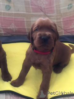 Фото №2 к объявлению №138669 о продаже ирландского красного сеттера - купить в Украине частное объявление