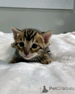 Фото №2 к объявлению №138915 о продаже бенгальская - купить в Германии частное объявление, заводчик