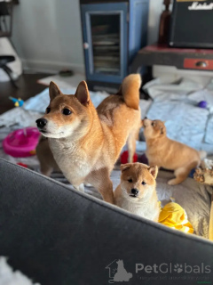Фото №3. KC-registrierte Shiba Inu Welpen zu verkaufen Kontaktieren Sie mich per WhatsApp.  Германия