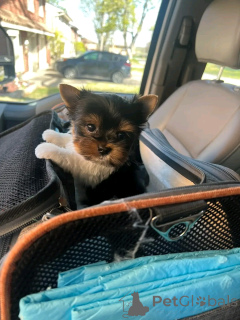 Фото №3. Teacup Yorkies доступны для усыновления.  США