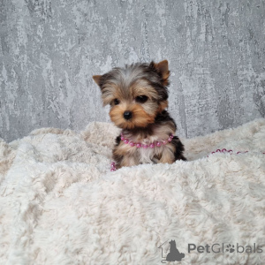 Фото №3. В центре внимания усыновление ко Дню Святого Валентина свяжитесь с WhatsApp.  Германия