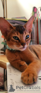 Фото №3. Клубные абиссинские котята. Латвия