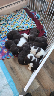 Фото №2 к объявлению №137806 о продаже ньюфаундленда - купить в Германии заводчик