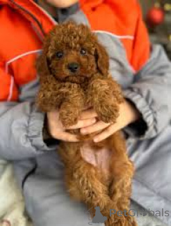 Фото №3. Игрушка Poedel Puppies te koop.  Нидерланды