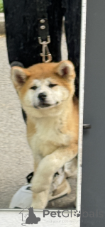 Фото №2 к объявлению №144150 о продаже акита-ину - купить в Грузии частное объявление