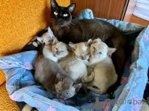 Фото №1. бурма - купить в Антверпен за 46384₽. Объявление №162400