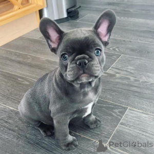 Фото №1. французский бульдог - купить в Малакка за договорная. Объявление №161980