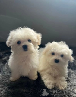 Фото №1. мальтийская болонка - купить в Бубенхайм за 31454₽. Объявление №170298