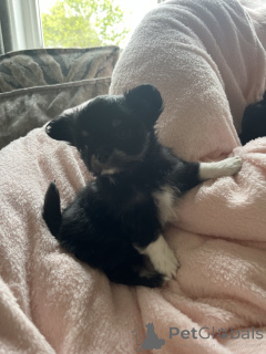 Фото №3. Longhair Chihuahua щенки для продажи.  США