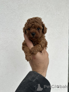 Фото №3. Игрушечные красные пудели!.  Сербия