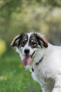 Фото №2 к объявлению №141361 о продаже беспородную - купить в России 