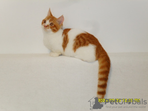 Фото №3. Менуэт. Россия