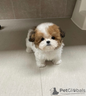 Фото №2 к объявлению №44000 о продаже пуделя (той) - купить в Германии заводчик