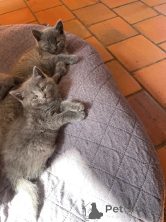 Фото №2 к объявлению №165900 о продаже шартрез - купить в Бельгии 