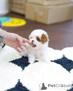 Фото №2 к объявлению №139164 о продаже ши-тцу - купить в США заводчик