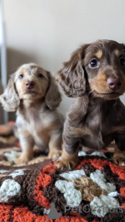 Фото №3. Dackelwelpen Zum Verkauf..  Германия