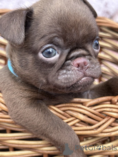 Фото №1. оттерхаунд - купить в Сивац за договорная. Объявление №167436