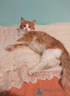 Фото №2 к объявлению №159492 о продаже  - купить в России частное объявление