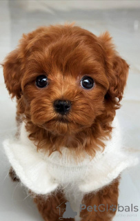 Фото №4. Продажа мальтийскую болонку в Аугсбург заводчик - цена 111320₽