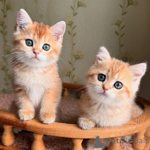 Фото №4. Продам  в Булонь-Бийанкуре  - цена договорная