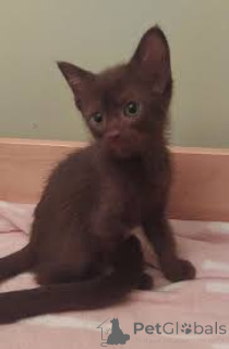 Фото №2 к объявлению №164080 о продаже гавана - купить в Финляндии частное объявление, заводчик