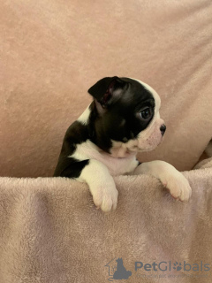 Дополнительные фото: Adorable Boston Terrier Puppies for free adoption