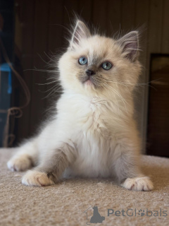 Фото №3. Сильный, милый и полный сердца Лев король объятий и обаяния.. Германия