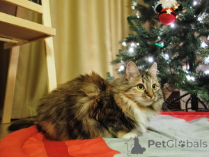 Фото №2 к объявлению №161237 о продаже  - купить в России частное объявление