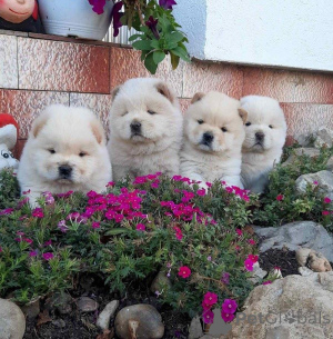 Фото №1. чау-чау - купить в Аурих за договорная. Объявление №162224