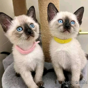 Фото №1. сиамская - купить в Мюнхене за договорная. Объявление №165044