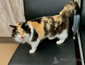 Фото №4. Продам мейн-куна в North заводчик - цена договорная