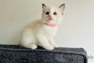 Фото №2 к объявлению №139601 о продаже рэгдолл - купить в Австрии заводчик