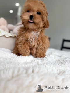 Фото №1. мальтипу - купить в Мюнхене за договорная. Объявление №165534