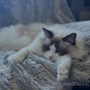 Фото №3. Авантюрный, приятный и полный жизни Джаспер ваша ежедневная доза радости!. Швейцария