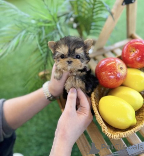 Фото №2 к объявлению №161812 о продаже йоркширского терьера - купить в Словакии 