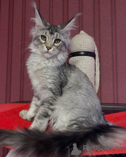 Фото №3. Мейн-кун. Великобритания