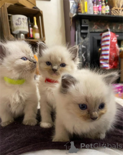 Фото №1. рэгдолл - купить в Гёрлиц за 32468₽. Объявление №154973