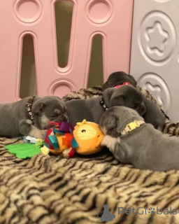 Фото №4. Продажа беспородную в Glasgow заводчик - цена 111320₽