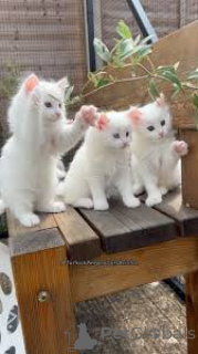 Фото №3. Chatons Angora Turc в продаже. Бельгия