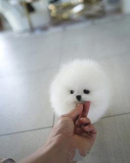 Фото №1. померанский шпиц - купить в Берлине за договорная. Объявление №155016