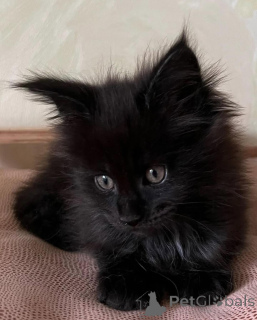 Фото №2 к объявлению №150611 о продаже мейн-кун - купить в Германии из приюта, заводчик