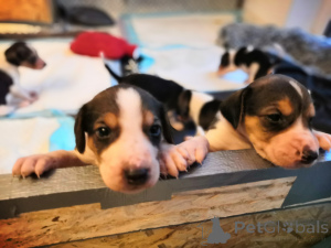 Фото №1. русская гончая - купить в Гамбург за договорная. Объявление №166243