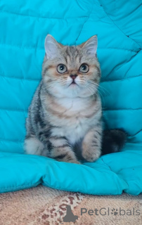 Фото №2 к объявлению №137005 о продаже шотландская (скоттиш страйт) - купить в России заводчик